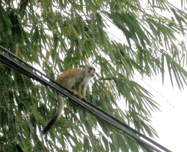 Squirrel Monkey Costa Rica