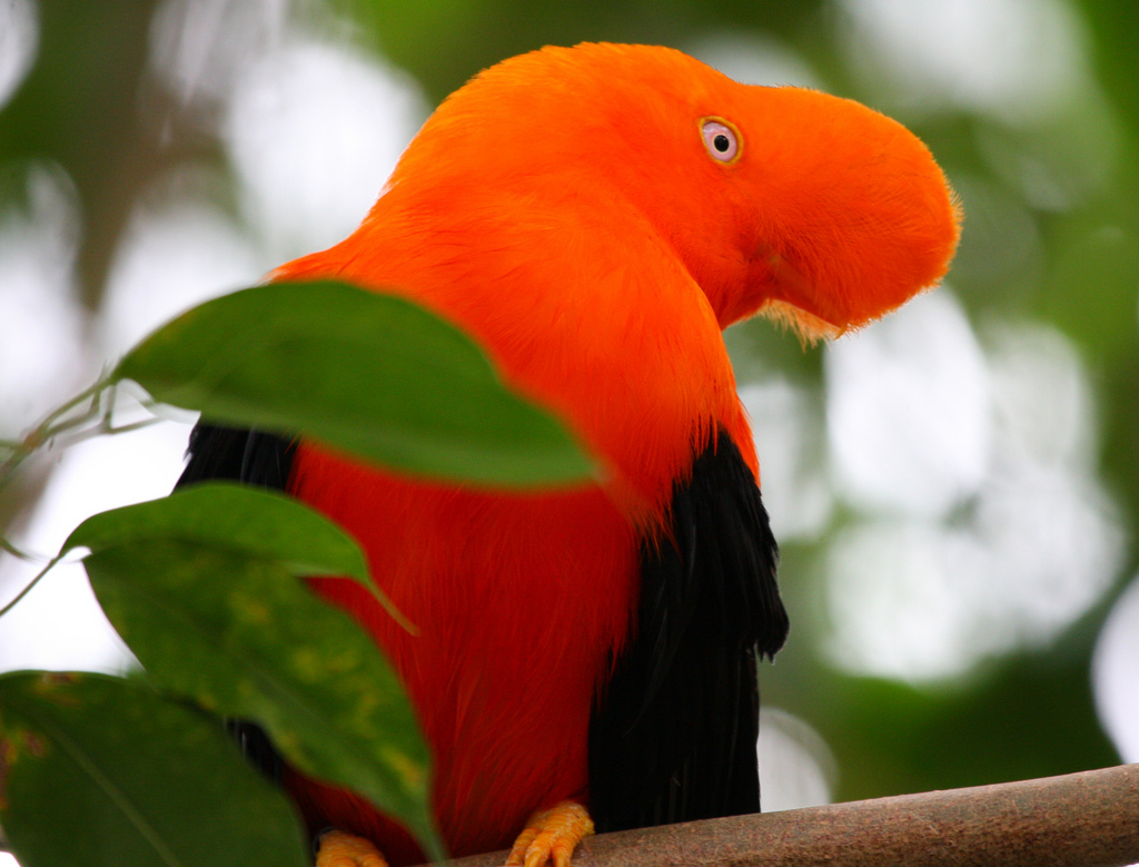 Andean cock-of-the-rock Cynla