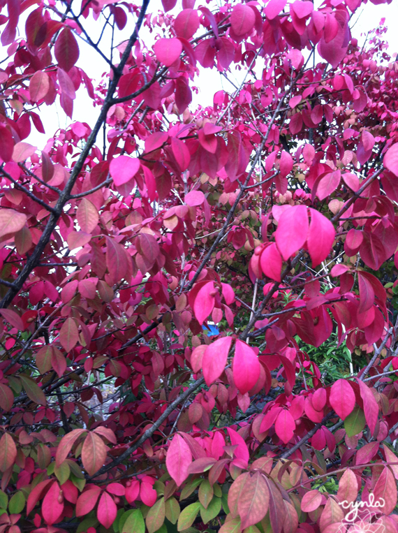 fall Pinks